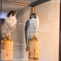 VBG 150 Vuttersdag Valkenswaard 145